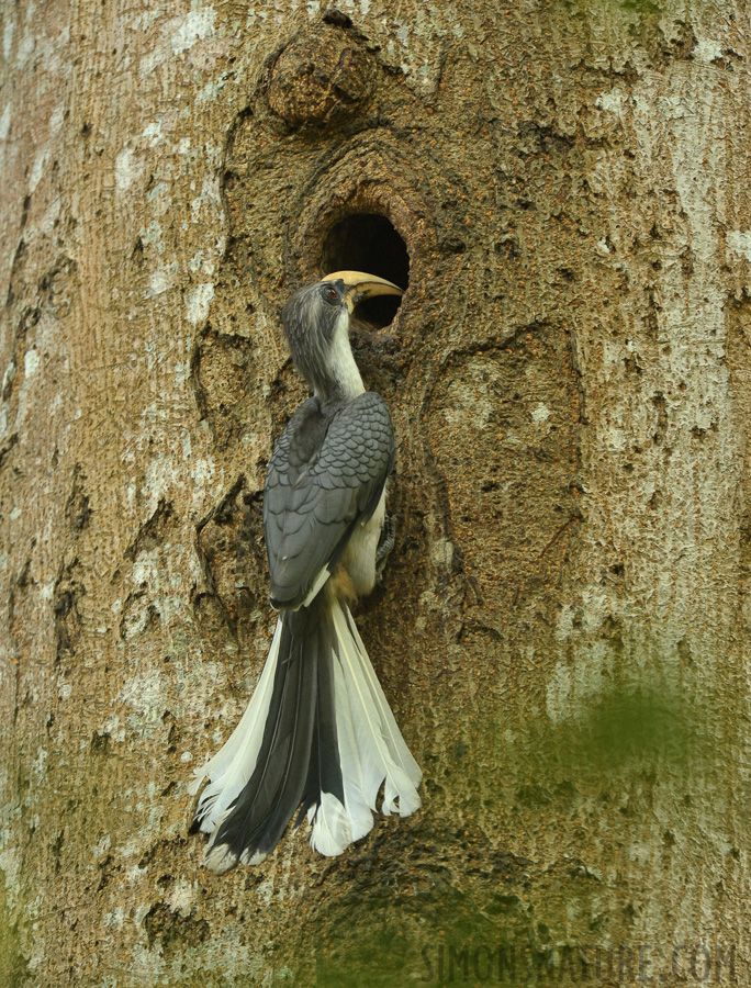 Ocyceros gingalensis [550 mm, 1/160 Sek. bei f / 7.1, ISO 2500]